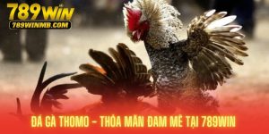 đá gà thomo