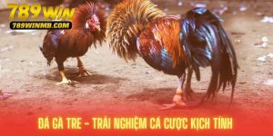 đá gfa tre